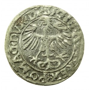 Sigismondo II Augusto, mezzo penny 1556 Vilnius, LI / LITVA (768)
