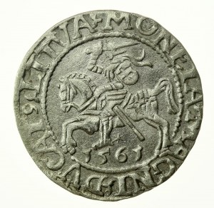 Sigismund II Augustus, Half-penny 1561, Vilnius - L/LITVA (769)