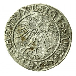 Sigismondo II Augusto, mezzo penny 1561, Vilnius - L/LITVA (769)