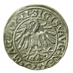 Zikmund II August, půlgroše 1547, Vilnius - LI/LITVA (770)