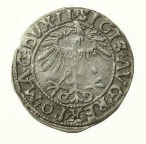 Sigismondo II Augusto, mezzo penny 1557, Vilnius, LI / LITVA (772)