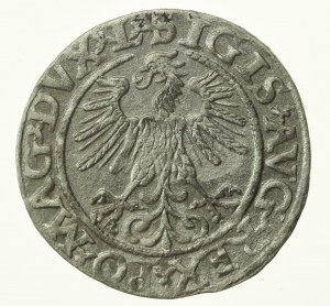 Sigismund II. Augustus, Halbpfennig 1560, Wilna - L/LITV (774)