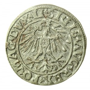 Sigismund II Augustus, Half-penny 1551, Vilnius - LI/LITVA (778)