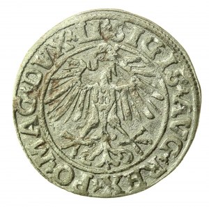Sigismund II Augustus, Halbpfennig 1551, Wilna - LI/LITVA (778)