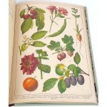 WERMIŃSKI - PŘÍRODOPIS V OBRAZECH Botanika a mineralogie 269 barevných obrázků 1893 FOLIO