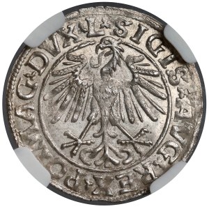 Sigismund II. August, Halbgroschen, Vilnius 1548 – römisch – L