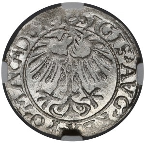 Sigismund II Augustus, Vilnius Half-Groschen, 1557