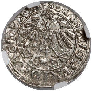 Zygmunt II August, Półgrosz Wilno 1557 - 2x koniczyna