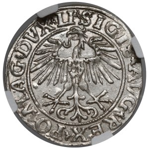 Sigismund II Augustus, Vilnius Half-Groschen, 1551 - LI