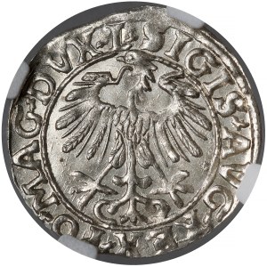 Sigismund II. August, Halbgroschen, Vilnius 1557