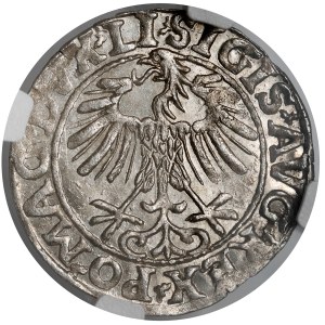 Sigismund II Augustus, Vilnius Half-Groschen, 1557 - 9LITVA