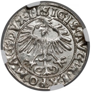 Sigismund II. August, Halbgroschen, Vilnius 1556 – LI