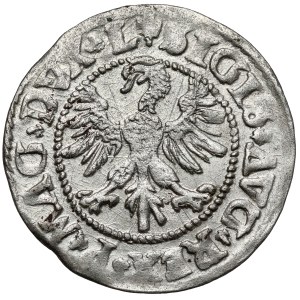 Sigismund II. August, Halbgroschen aus Vilnius 1546 – ovales Münzfeld