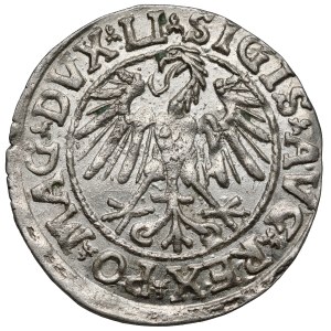 Zygmunt II August, Półgrosz Wilno 1546 - nastroszona grzywa