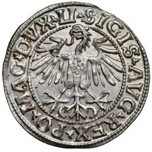 Sigismund II Augustus, Vilnius Half-Groschen, 1549 – bent
