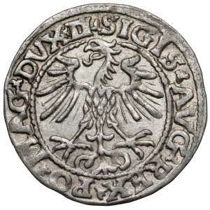 Sigismund II. August, Halbgroschen aus Vilnius 1552 – gewölbtes Wappen