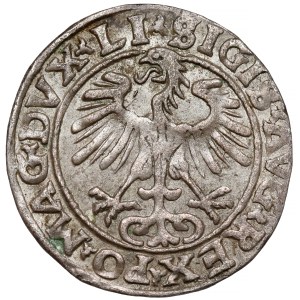 Sigismund II Augustus, Vilnius Half-Groschen, 1554—a rare year