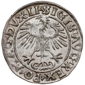 Sigismund II Augustus, Vilnius Half-Groschen, 1555
