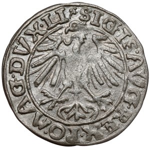 Zygmunt II August, Półgrosz Wilno 1557 - koniczyna