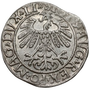 Sigismund II. August, Halbgroschen, Vilnius 1558 – LITVA