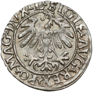 Zygmunt II August, Półgrosz Wilno 1559 - LITV