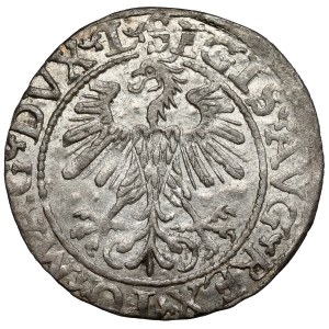 Zygmunt II. August, polgrosz z Vilniusu, 1560 – LITV