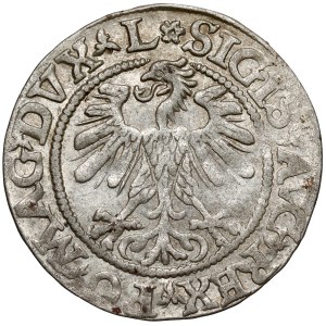 Sigismund II Augustus, Vilnius Half-Grosz, 1560 – rosette