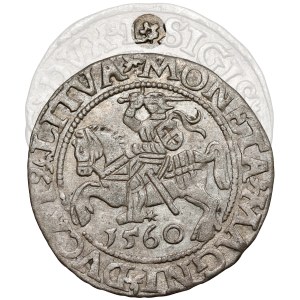 Sigismund II Augustus, Vilnius Half-Groschen, 1560 – rosette