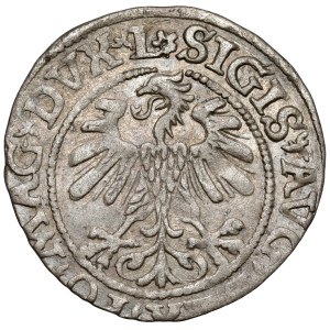 Sigismund II Augustus, Vilnius Half-Groschen, 1560 – rosette