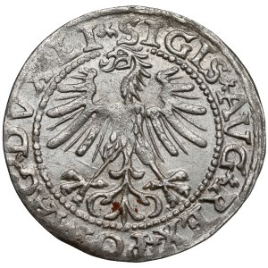 Sigismund II. August, Halbgroschen, Vilnius 1563 – ohne D*G