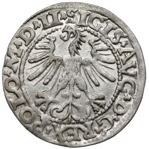 Sigismund II Augustus, Vilnius Half-Groschen, 1563 - from D*G