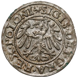 Zygmunt I Stary, Szeląg Gdańsk 1546 - GEDANENS
