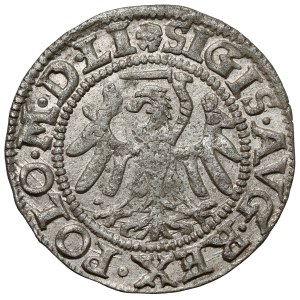 Sigismund II Augustus, Gdańsk Szeląg, 1551