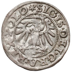 Zygmunt I Stary, Szeląg Gdańsk 1547