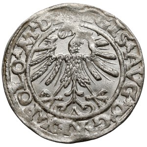 Sigismund II Augustus, Vilnius Half-Groschen, 1563