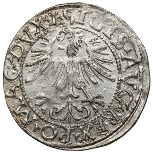 Sigismund II Augustus, Vilnius Half-Groschen, 1562