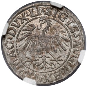 Sigismund II Augustus, Vilnius Half-Groschen, 1547 - LITV - very rare