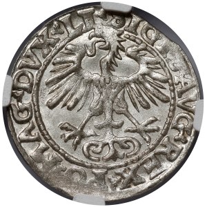 Sigismund II Augustus, Vilnius Half-Groschen, 1554—a rare year—BEAUTIFUL