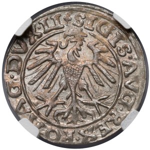 Sigismund II. August, Halbgroschen aus Vilnius 1557 – 2x Kleeblatt
