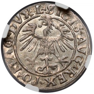 Sigismund II Augustus, Vilnius Half-Grosz, 1555 - L / LITV - rare