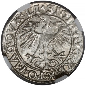 Zygmunt II. August, polgroš z Vilniusa z roku 1554 – vzácny ročník