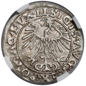 Sigismund II Augustus, Vilnius Half-Groschen, 1553—a rarer specimen