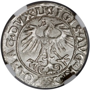 Sigismund II Augustus, Vilnius Half-Groschen, 1555