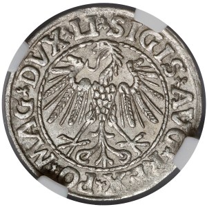 Sigismund II Augustus, Vilnius Half-Groschen, 1547