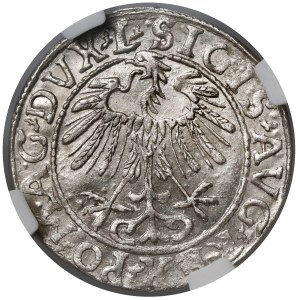 Sigismondo II Augusto, mezzo grosz di Vilnius 1557 - LITV