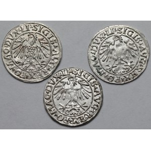 Sigismund II Augustus, Vilnius Half-Groschen 1547–1550 – Beautiful – Set (3 pieces)