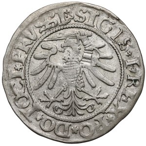 Sigismondo I il Vecchio, Grosz di Elbląg 1533 – il primo – PRVSSI