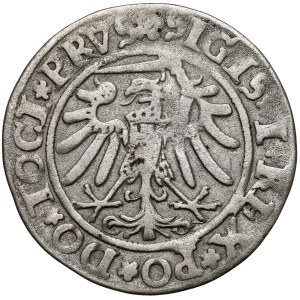 Zygmunt I. Starý, Elblátsky groš z roku 1534 – chyba GO/RSSVS