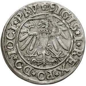 Sigismund I the Old, Elbląg grosz, 1534 - PRV