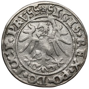 Zygmunt I. Starý, elblážský groš z roku 1535 – CHYBA – chybí písmeno I – velmi vzácný